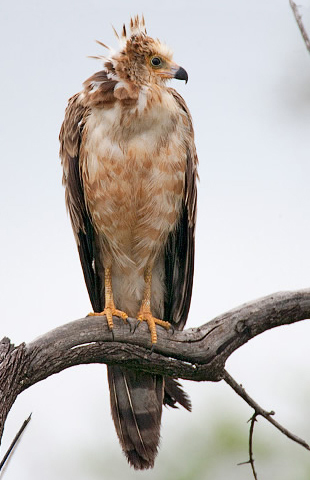African Harrier Hawk